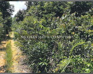 Residential Land