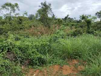 Detached Plot