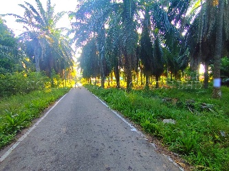 Agricultural Land